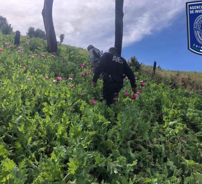 Destruye AEI plantío de amapola en Guadalupe y Calvo