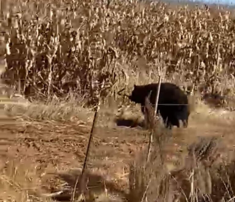 Avistamientos de animales salvajes, grandes mamíferos en zonas urbanas ponen en alerta a la comunidad