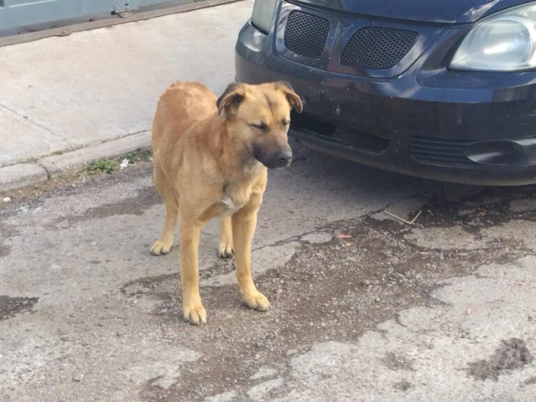 Persona lesionada por mordedura de perro
