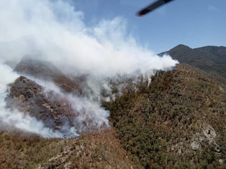 Combaten más de 200 brigadistas incendios forestales activos en la Sierra Tarahumara