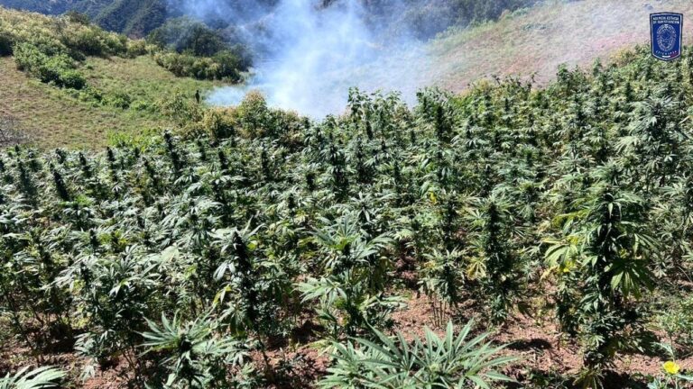 Destruyen tres plantíos de mar!guana en Uruachi