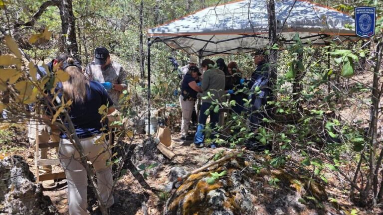 DESTRUYEN SEIS MIL PLANTAS SE AMAPOLA EN GUADALUPE Y CALVO